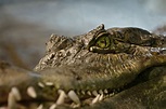 Wallpaper : animals, closeup, wildlife, reptiles, crocodiles, Vancouver ...