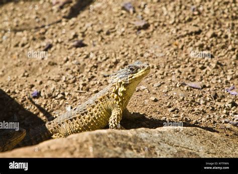 Sungazer Lizard On Exhibit At San Diego Zoo San Diego Ca Usa Cordylus