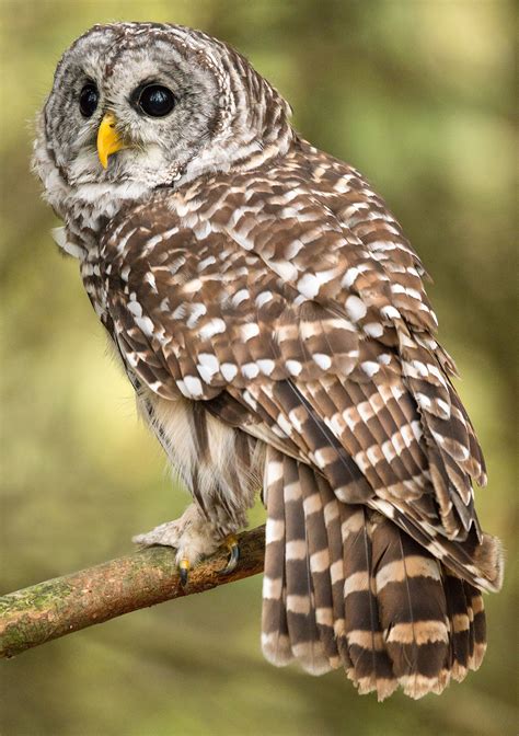 Barred Owl Hoot Barred Owl Owl Photography Owl Species