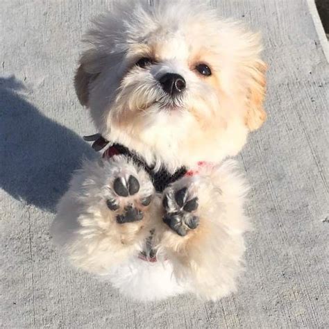 Our puppy store has the finest reputation in new york. Azi on | Animals, Puppies, Dogs