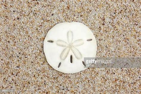 Sand Dollar Stock Photos And Pictures Getty Images Sand Dollar