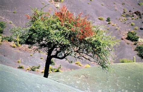 Tree Bolivia Pictures Bolivia In Global Geography