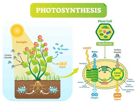 Proses Fotosintesis Pada Tumbuhan Terjadi Pada Jaringan Proses My Xxx Hot Girl