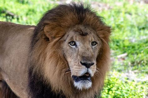 Adult Male Lion Stock Image Image Of Animal Outdoors 134802447