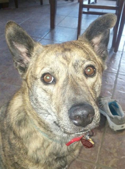 Rosie My Brindle Catahoula Cattle Dog Mix Dog Mixes Dogs Cattle Dog