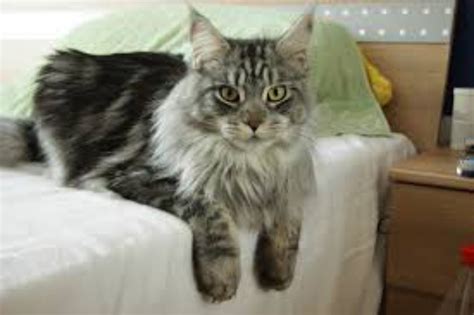 Stone Cougar Vs Maine Coon Breed Comparison Mycatbreeds