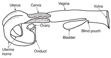 Reproductive Anatomy And Physiology Of The Cow Mu Extension