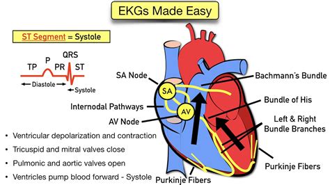 Ecg Waveform Explained Ekg Labeled Diagrams And Components — Ezmed