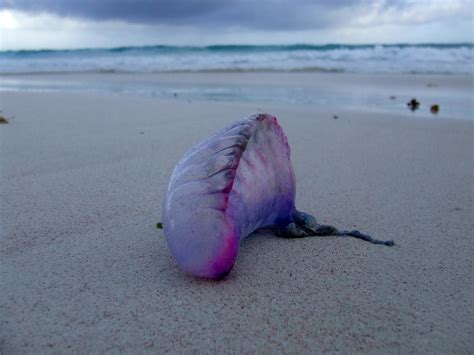 What Is A Portuguese Man O War And Why Are They Being Found On Our