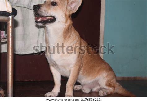 180 Aspin Breeds Images Stock Photos And Vectors Shutterstock