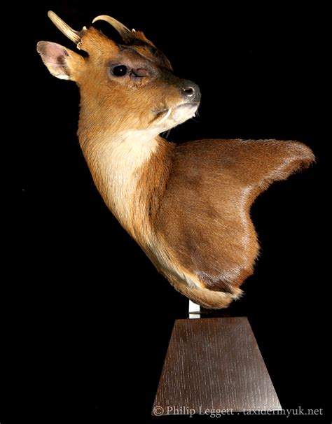 This is a muntjac deer named bambi i got him from a breeder in florida when he was only a few days old.i bottle fed him 3 times a day for about 4 months.they are one of the oldest deer in the world they were around with the dinosaurs i have read. Chinese Water Deer and Muntjac Deer - Taxidermy UK