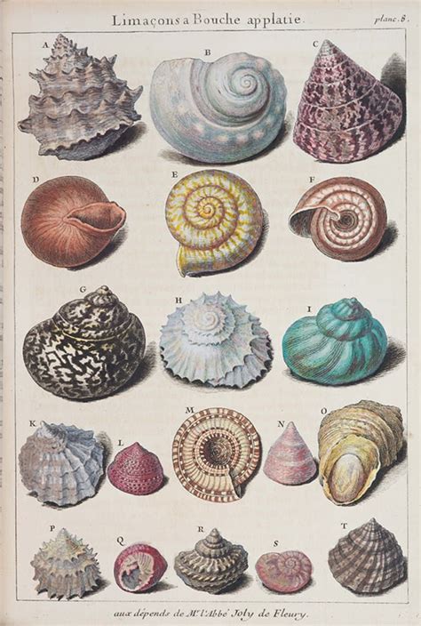 5 Gorgeous Old Pictures Of Seashells Seashells Photos Vintage