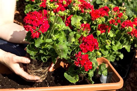 Growing Geraniums Plant Care And Flower Varieties Garden Design