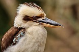 Der lachende Hans Foto & Bild | natur, vogel, zoo Bilder auf fotocommunity