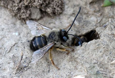Ground Bee Identification