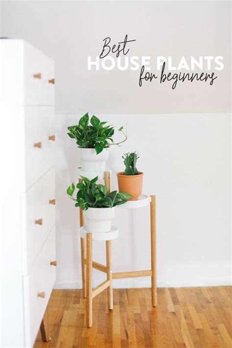 We've compiled a list of 7 low light plants and low maintenance houseplants that are best for brown thumbs, new plant parents. Best Indoor Plants for Beginners - Fit Foodie Finds