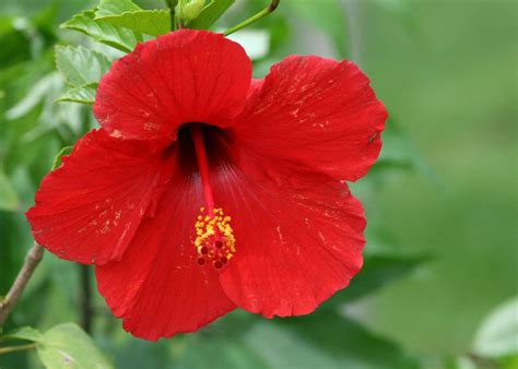 Spring Red Flower Free Photo Download Freeimages