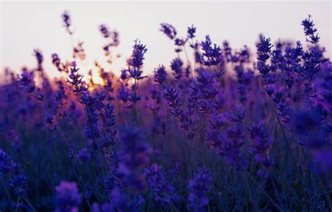 Wallpaper Sunset Sunset Lavender Lavender Images For Desktop