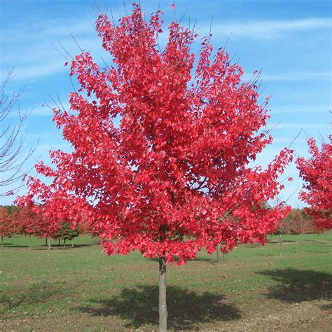 Acer Rubrum Summer Red Red Maple Tree Free Delivery