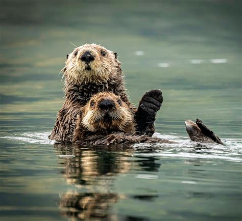 Lista Foto Sea Otter In Spanish Alta Definici N Completa K K