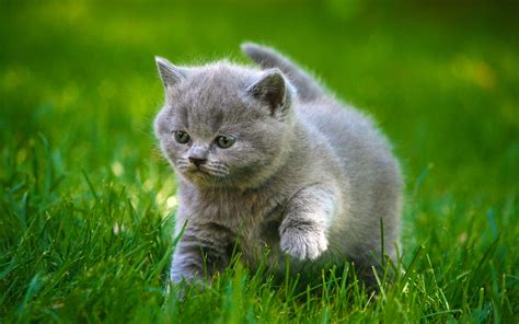 Cats Grey Kittens Fluffy Fat Grass Animals Cat Kitten Baby