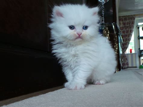 We provide healthy and happy kittens to match every interest and include bengal description: White female Persian Kitten for sale (blue eyes ...
