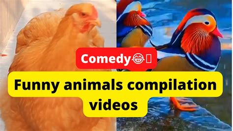 Funny Animals Compilation Video 4k Medium Fr30 Youtube