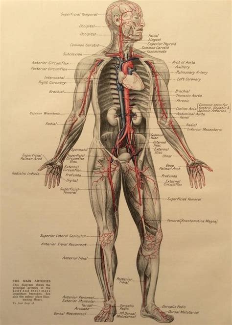 Vintage Human Anatomy 1950s Bookplate Print Medical Diagram Skeleton