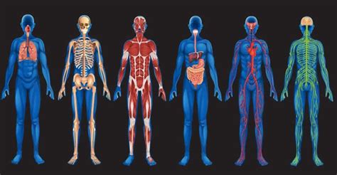 10 Amazing Facts About The Human Body That Will Make You Go Woah