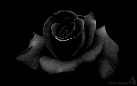 Wallpapers Of Black Rose Wallpaper Cave 73944 Hot Sex Picture