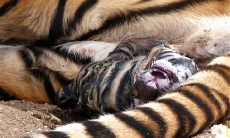 The Circle Of Life Amazing Documentary Footage Shows The Rare Moment