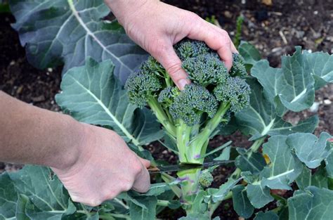 Stages Of Growing Broccoli