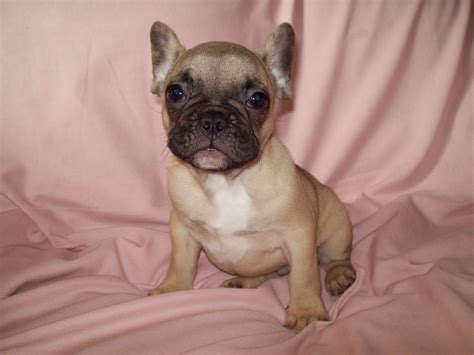 100% quarantee french buldog puppies for sale. French Bulldog Puppies For Sale | Swansea, Swansea ...