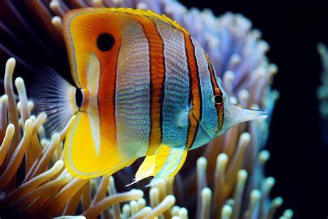 Butterflyfish Tropical Ocean Sea Underwater Wallpapers