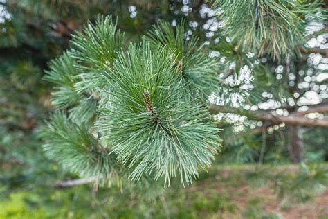 The austrian pine is a native of austria, northern italy and yugoslavia. How to Grow and Care for an Austrian Pine Tree