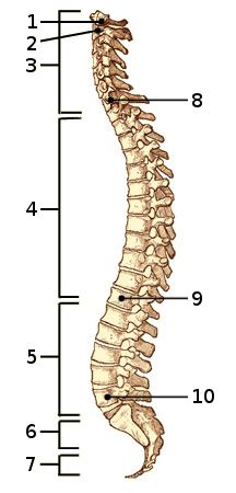 Published july 27, 2017 at 451 × 1080 in spinal back diagrams. 30 Label The Skeleton Worksheet Pdf - Labels For Your Ideas