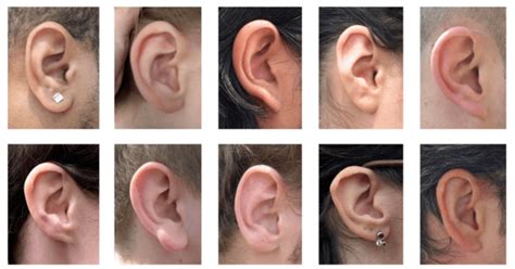 Physiognomy Shows You What Your Ear Shape Says About Your Personality