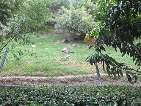 Mexican Wolf Exhibit Guadalajara Zoo Zoochat