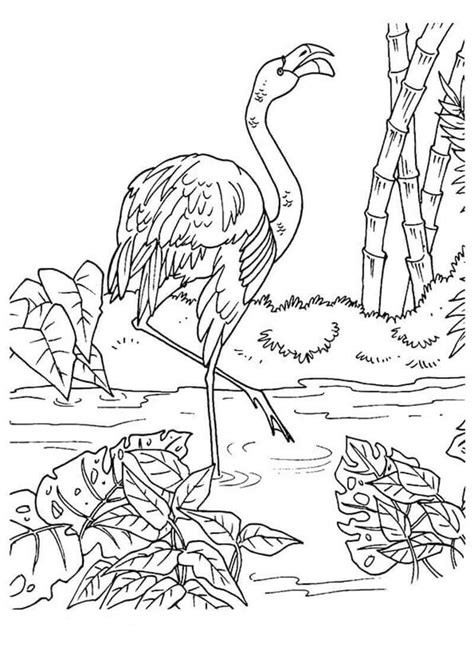 Cuadro Hq Flamingo Para Colorear Imprimir E Dibujar Dibujos Colorear