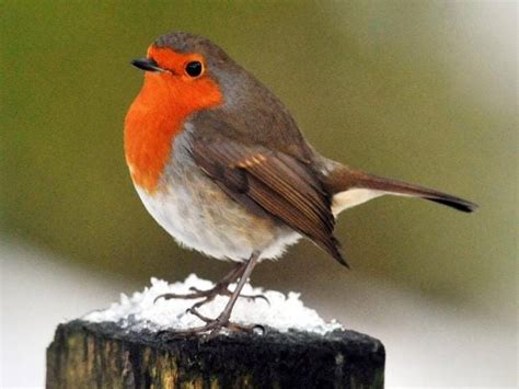 Robin Crowned As Uks National Bird Its Aggressive Vicious But