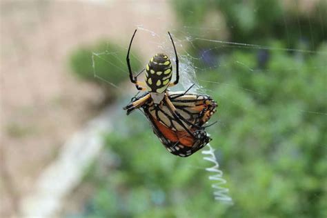 The Spiders Of Texas