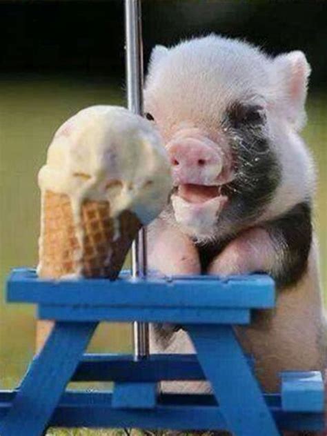 This Is The Cutest Pig Ever Cute Animals Animal Memes Baby Animals
