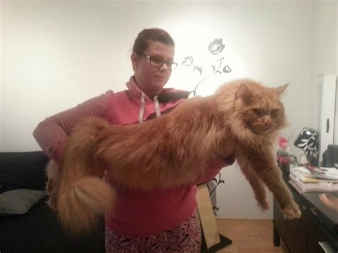 Maine Coon Cat Full Grown