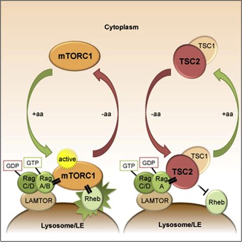 Regulation Of Torc1 In Response To Amino Acid Starvation Via Lysosomal