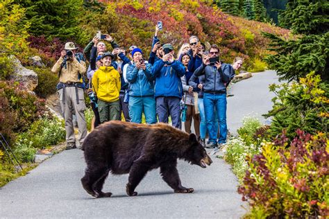 Where Do Black Bears Live In Washington State A Z Animals