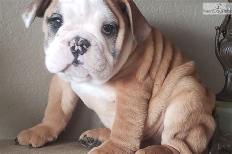 We have dedicated our selfs in producing high quality akc registered bulldogs for the past 20 years. English Bulldog puppy for sale near San Diego, California. | a54f33b6-d491