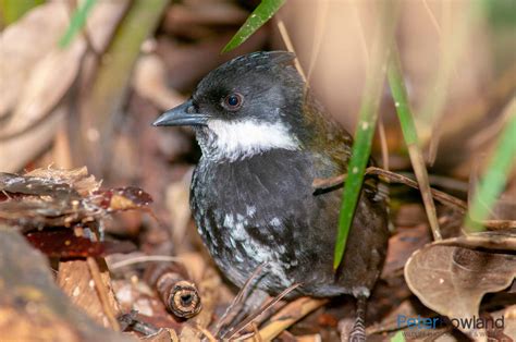 Whipbirds And Wedgebills Peter Rowland Photographer And Writer