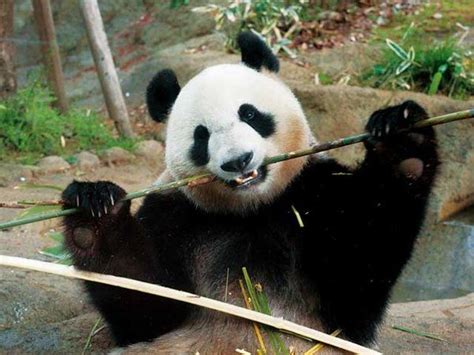 Search for text in self post contents. パンダだけじゃない!『上野動物園』の見るべき魅力的な動物 ...