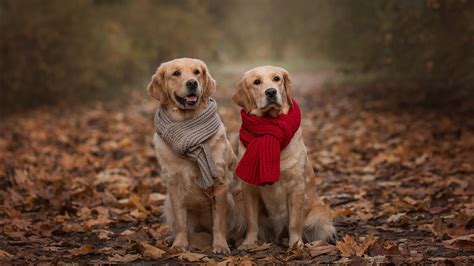 golden retriever dogs  sitting  ground  dry leaves wearing red brown scarf hd dog