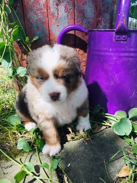 Here at j&b mini aussies we are very customer oriented! Miniature Australian Shepherd Puppies For Sale | Rochester ...